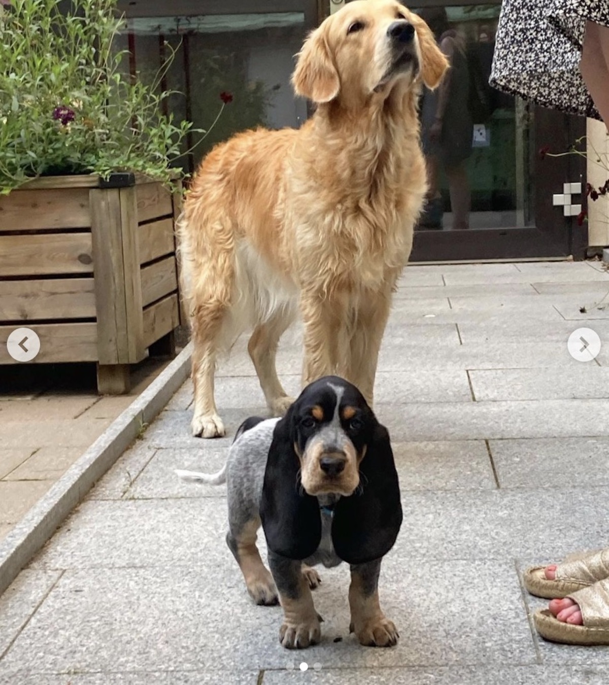 cagnoloni insieme