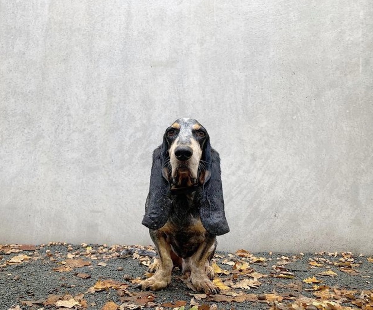 cagnolino in posa per foto