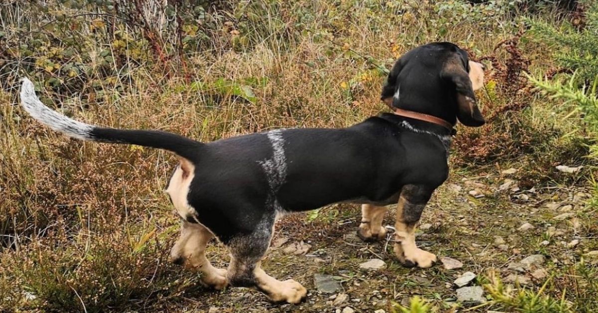 Basset Bleu de Gascogne e bambini: è possibile che vadano d’accordo o no?