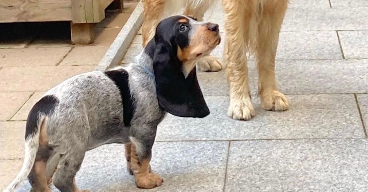 Basset Bleu De Gascogne, foto e immagini di questa bellissima razza di cani