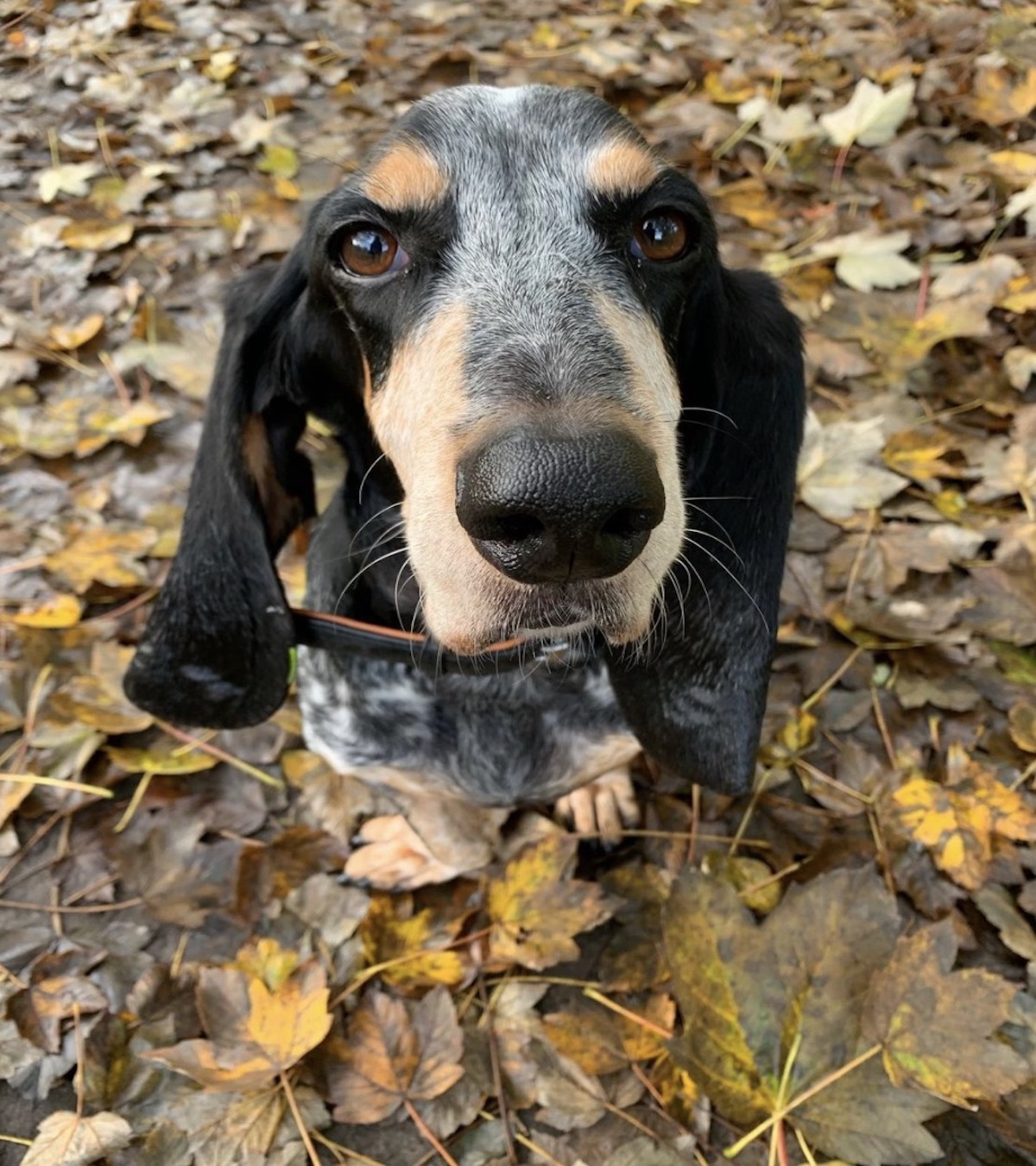 basset con occhi teneri