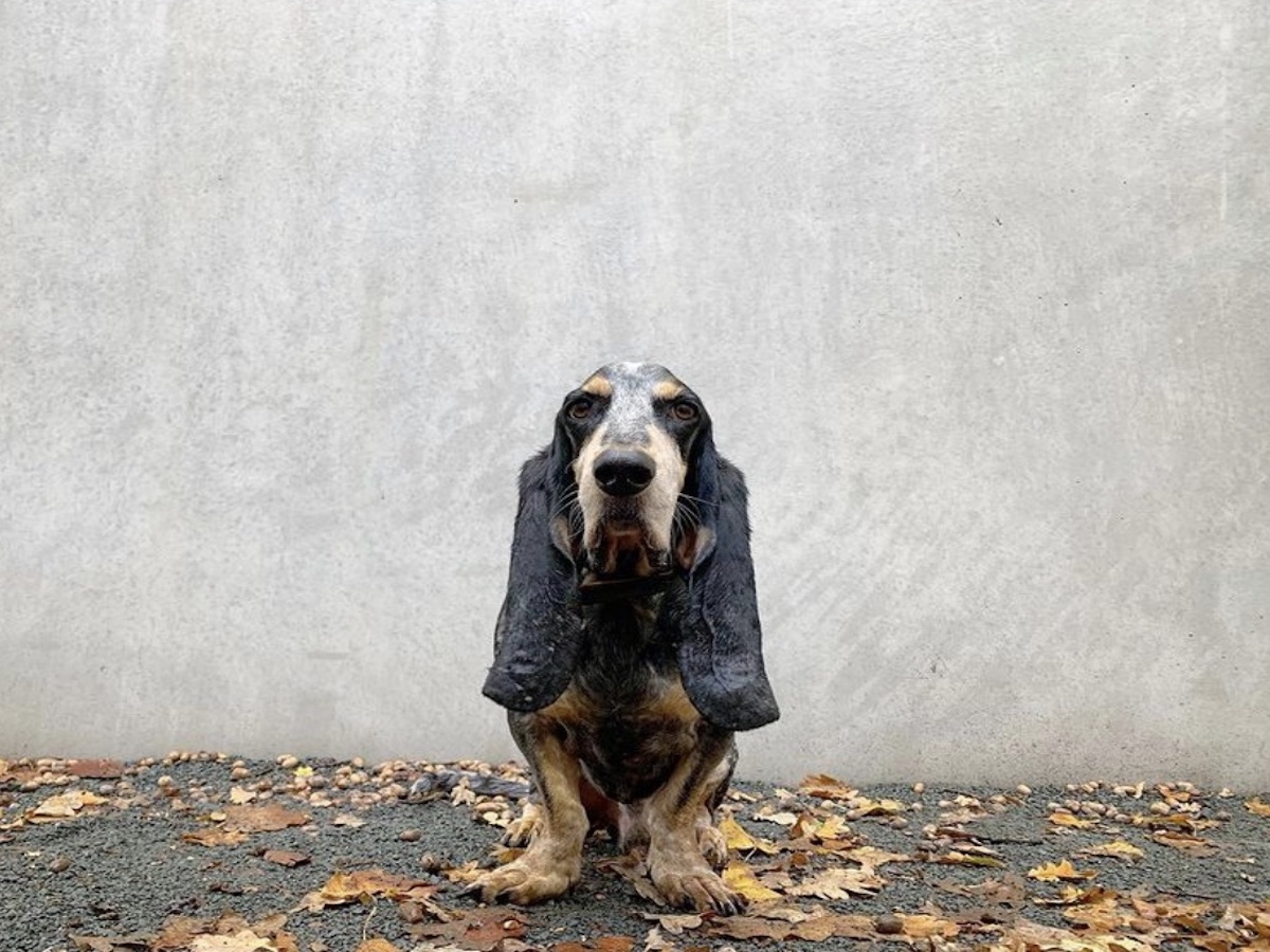 cagnolone orecchie lunghe