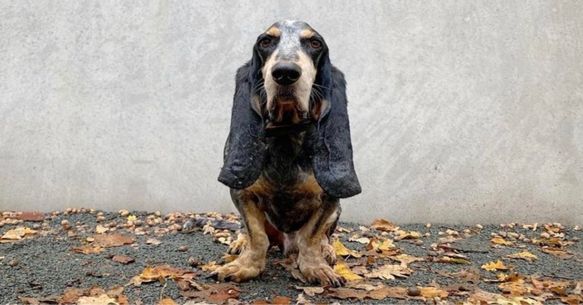 Basset Bleu de Gascogne: storia ed evoluzione di questa razza di cani