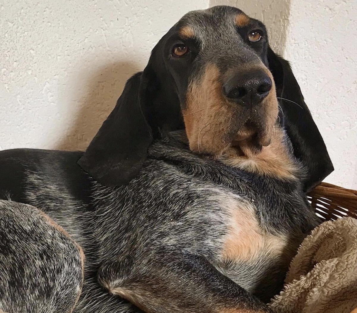 cagnolone orecchie lunghe