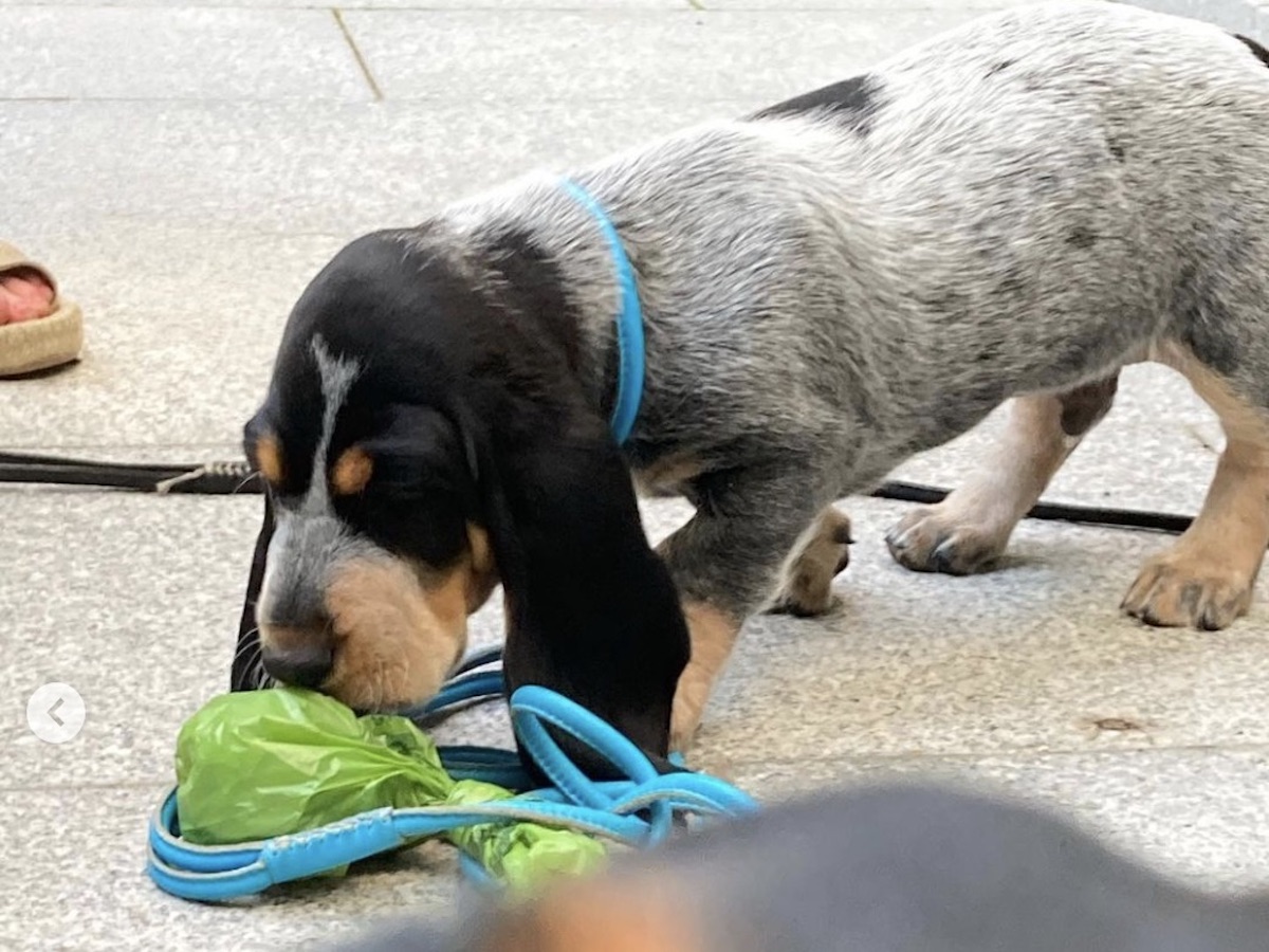 basset cucciolo si diverte