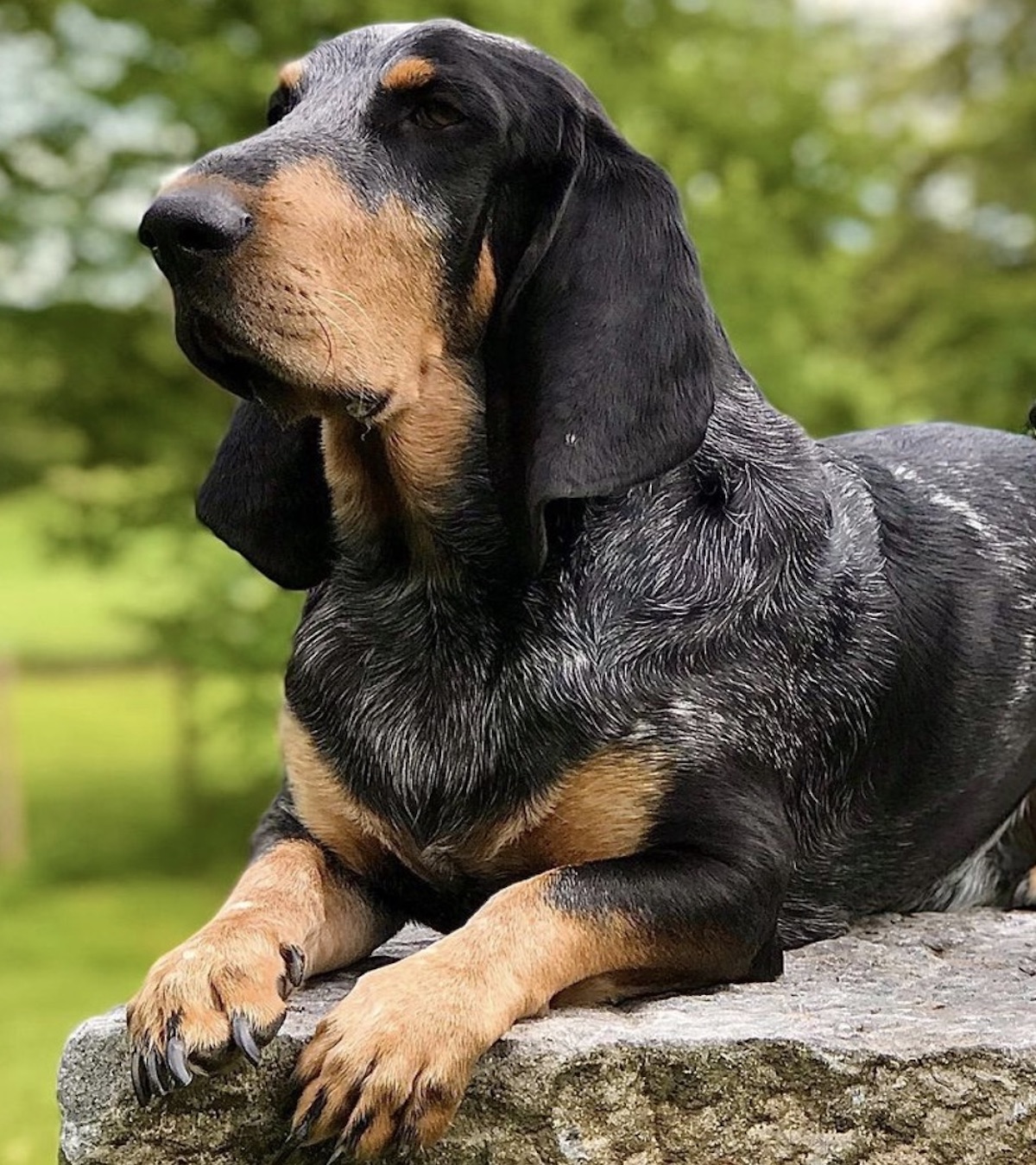 basset curioso