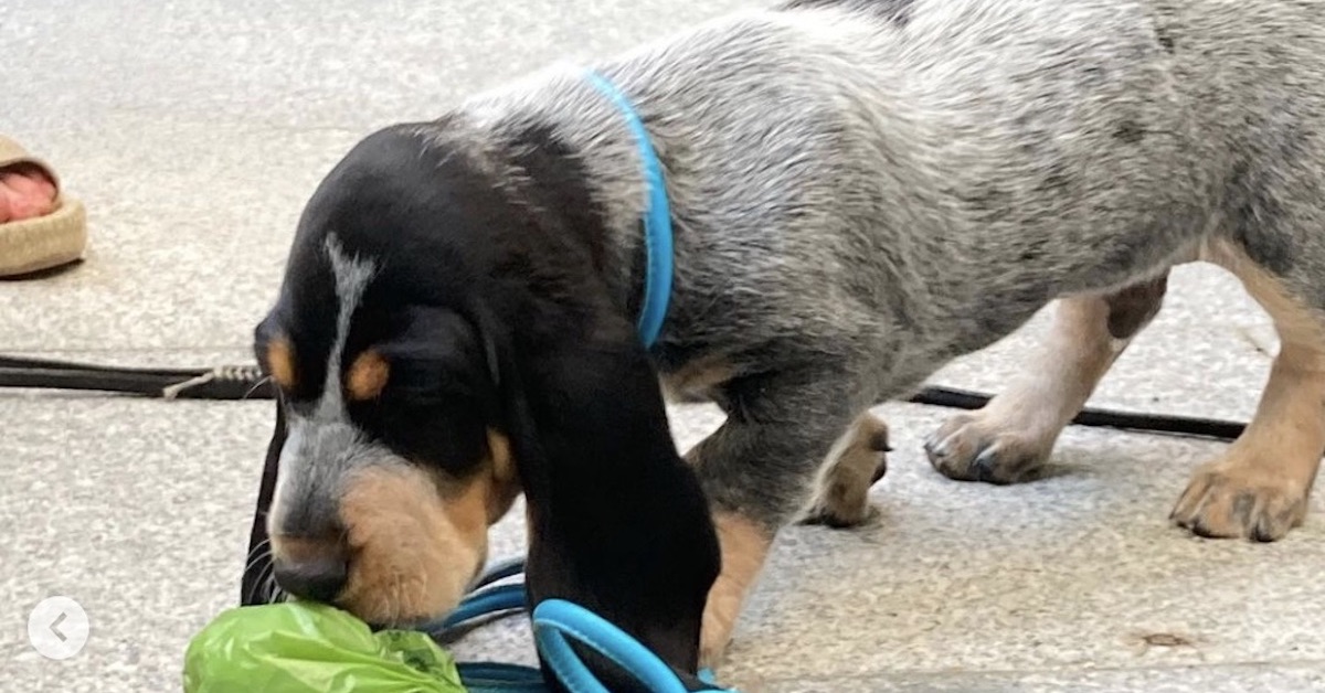 Basset Bleu de Gascogne, toelettatura: trucchi e consigli per un pelo luminoso e sempre in ordine