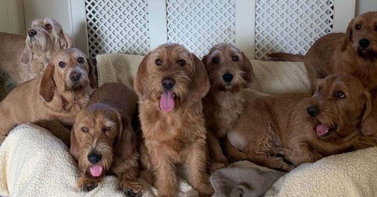 Basset Fauve de Bretagne, pelo e colori: cure specifiche e tutti gli standard