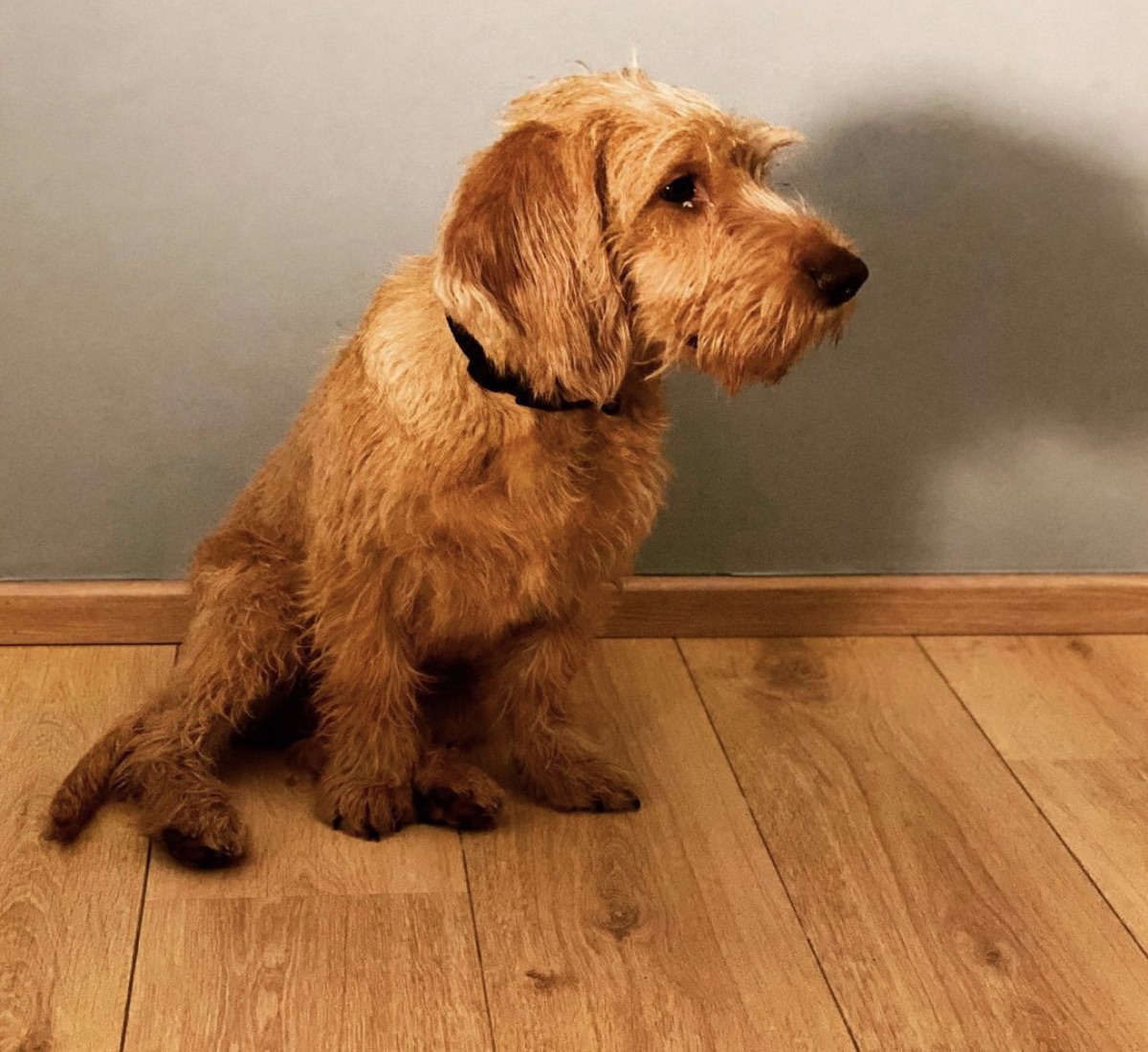 cagnolino sguardo dolce