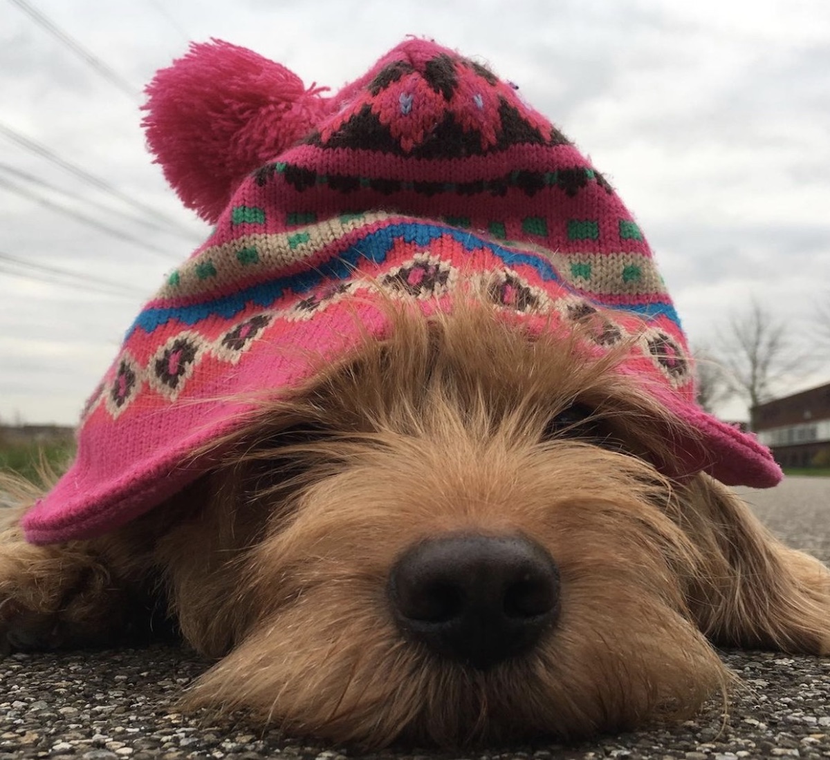 cagnolino con cappello