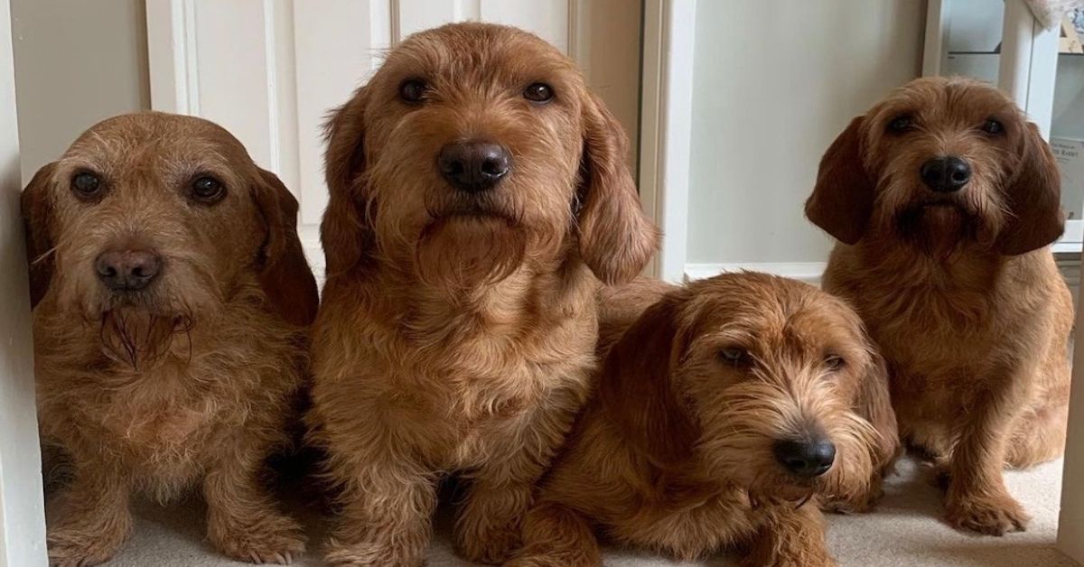 Basset Fauve de Bretagne: storia ed evoluzione di questa razza di cani