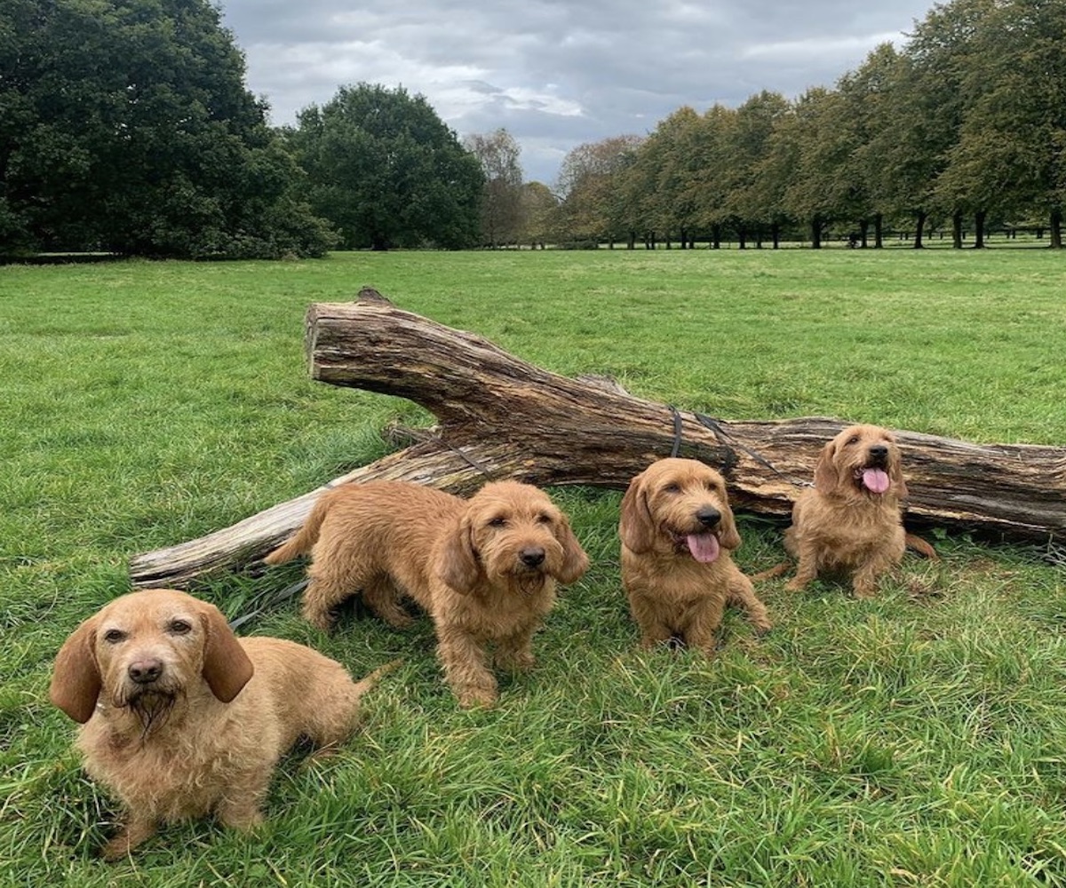 cagnolini in gruppo