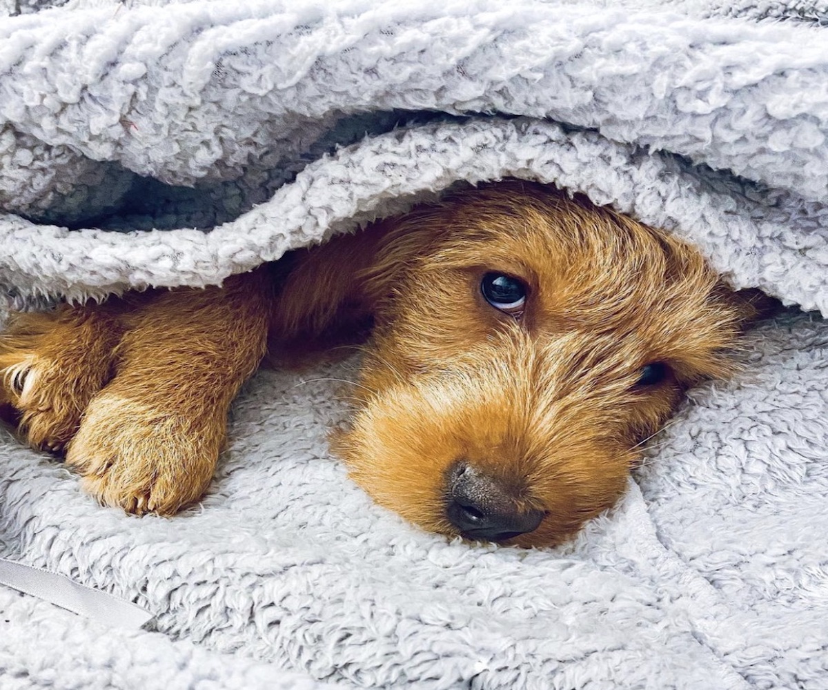 cagnolino sotto le coperte