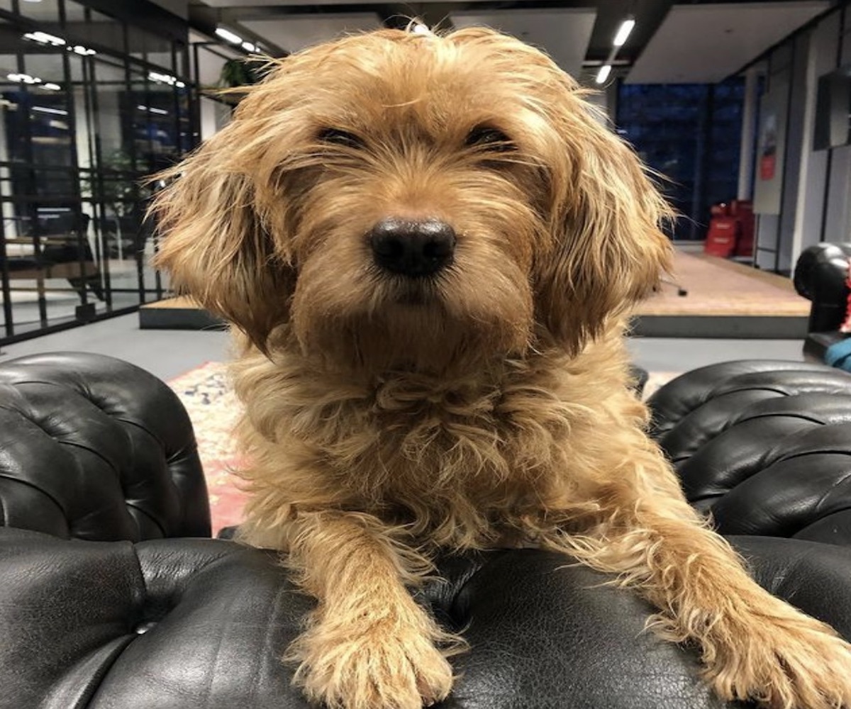 cagnolino sguardo dolce