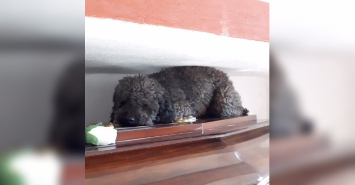 Benito, il cucciolo di Barbone che non dimentica la sua mamma umana morta da anni (VIDEO)