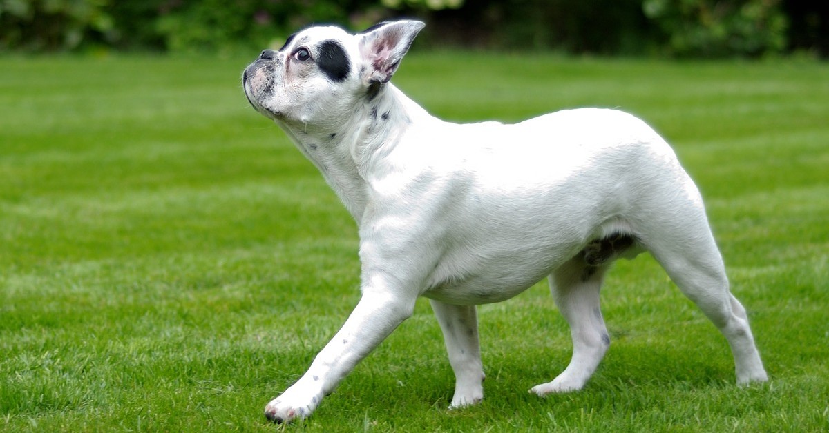 Walter Geoffrey, il cucciolo di bulldog francese che abbaia come un lupo (VIDEO)