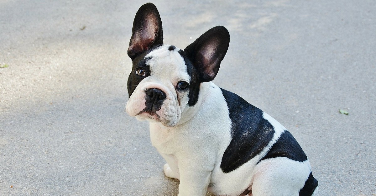 cucciolo di bulldog francese