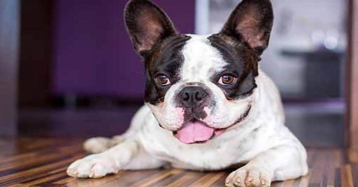 Il cucciolo di Bulldog Francese litiga con un gatto che gli occupa la cuccia e intenerisce l’intero web  (VIDEO)