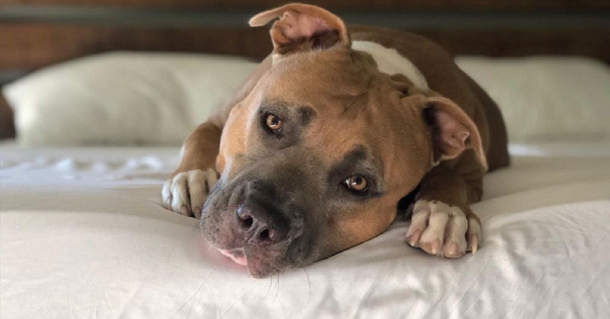 Il cagnolino Mo salvato dai suoi padroni che urla di felicità (VIDEO)