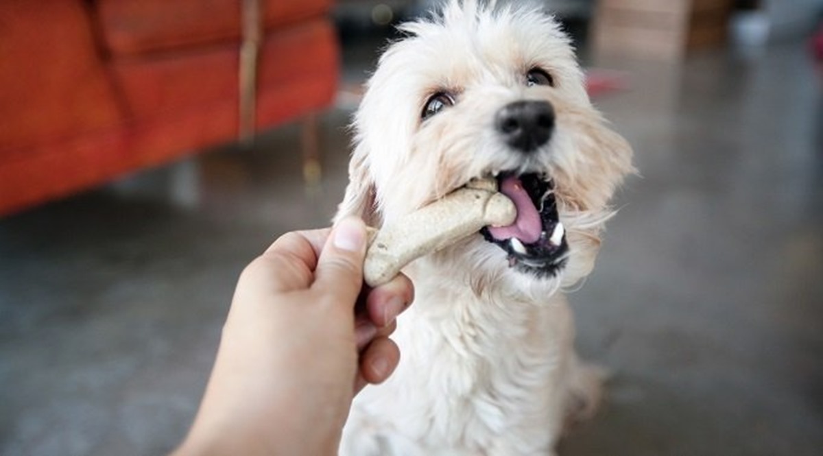 dare snack al cane