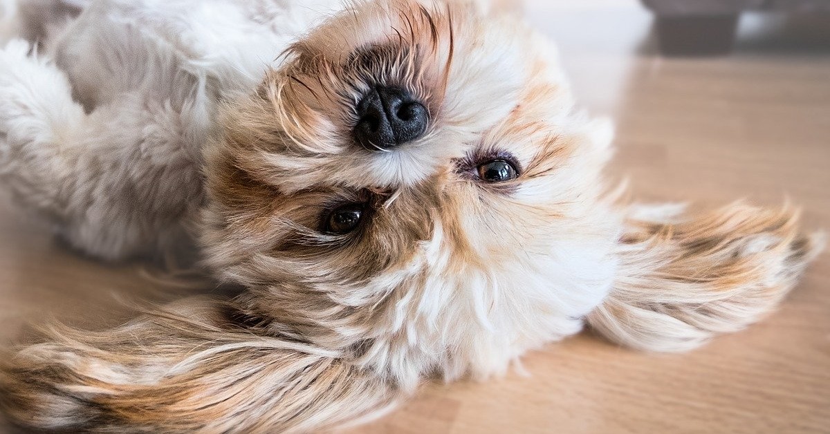 Se hai pensato queste cose allora è evidente: non hai mai avuto un cane