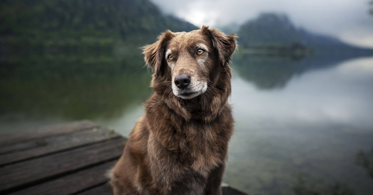 Cane anziano cambia umore all’improvviso: che cosa gli sta succedendo?