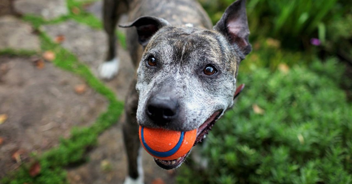 Malattie del cane anziano, quali sono quelle comuni?