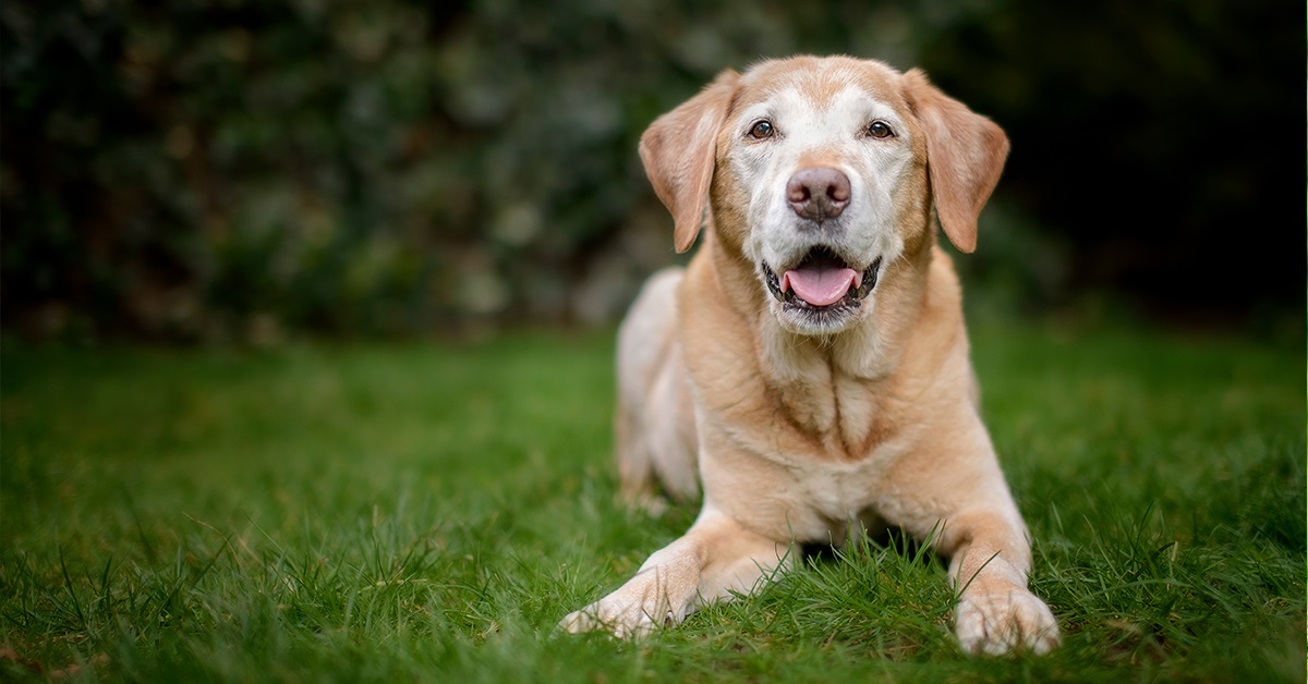 cane nella terza età