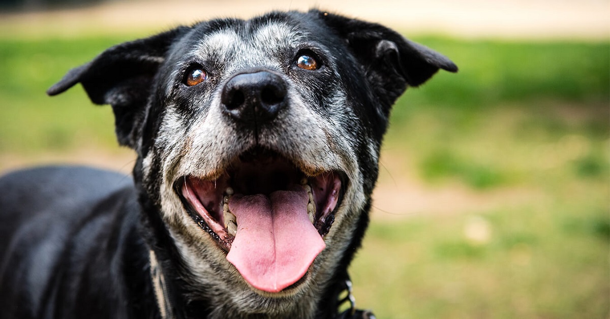 Cane anziano: come controllare il suo corpo e farlo vivere al meglio