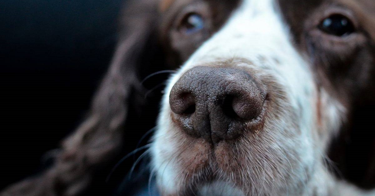 naso del cane