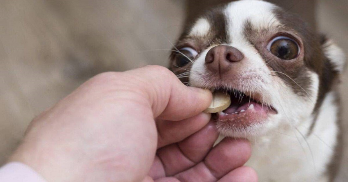 cane prende pillola