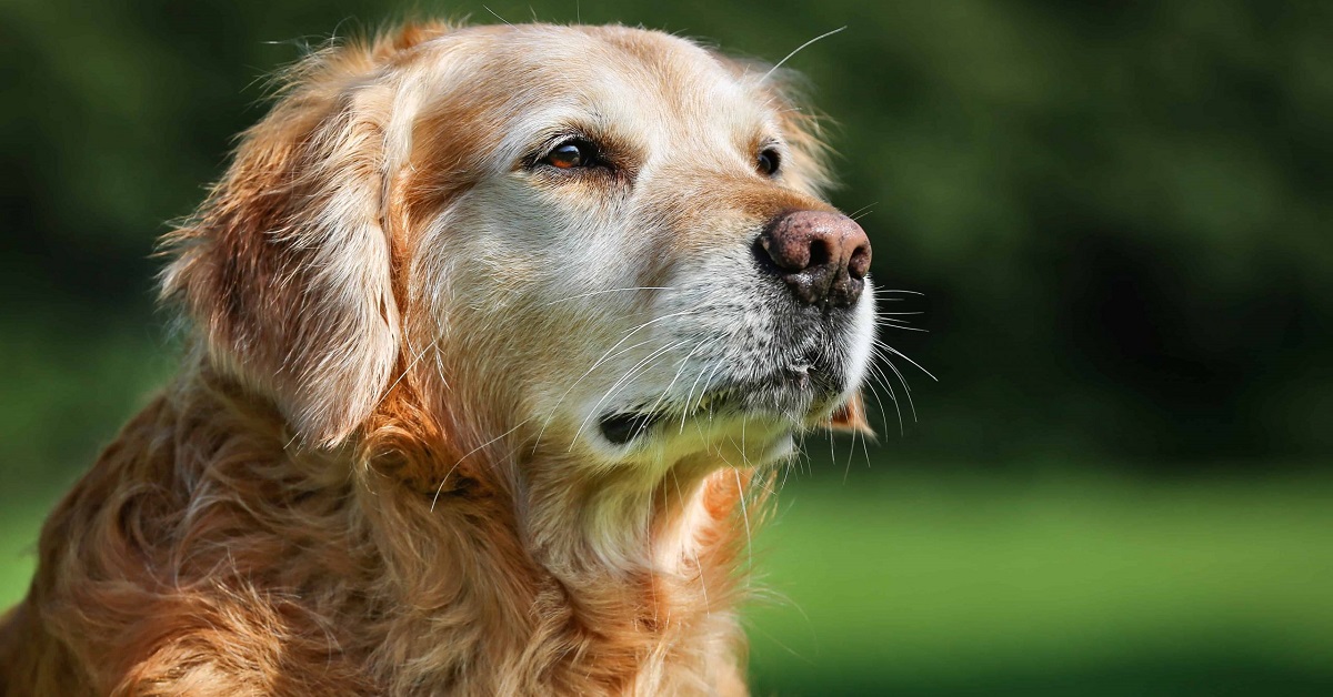 Cane anziano, integratori utili: tutti quelli che fanno al caso di Fido