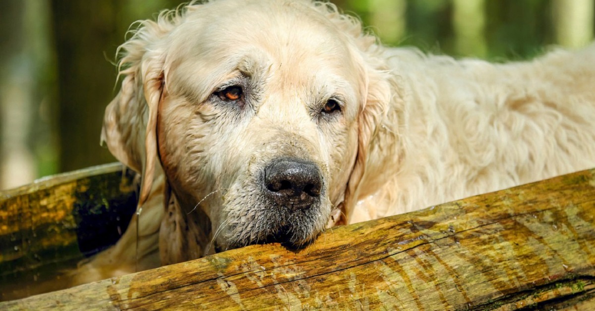 Cane anziano può fare il bagnetto, pro e contro di una pratica necessaria