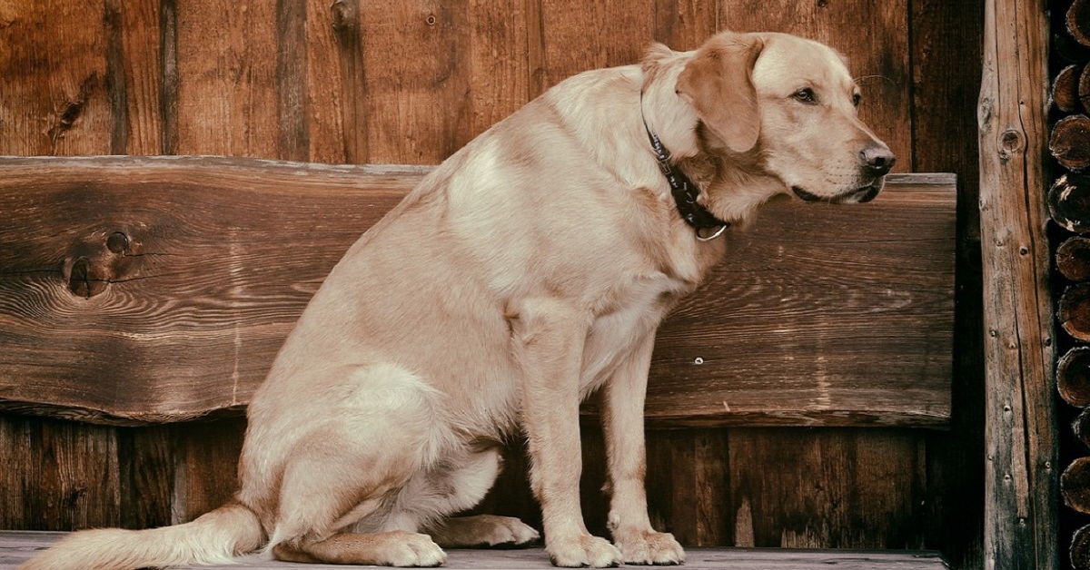 cane anziano e stanco