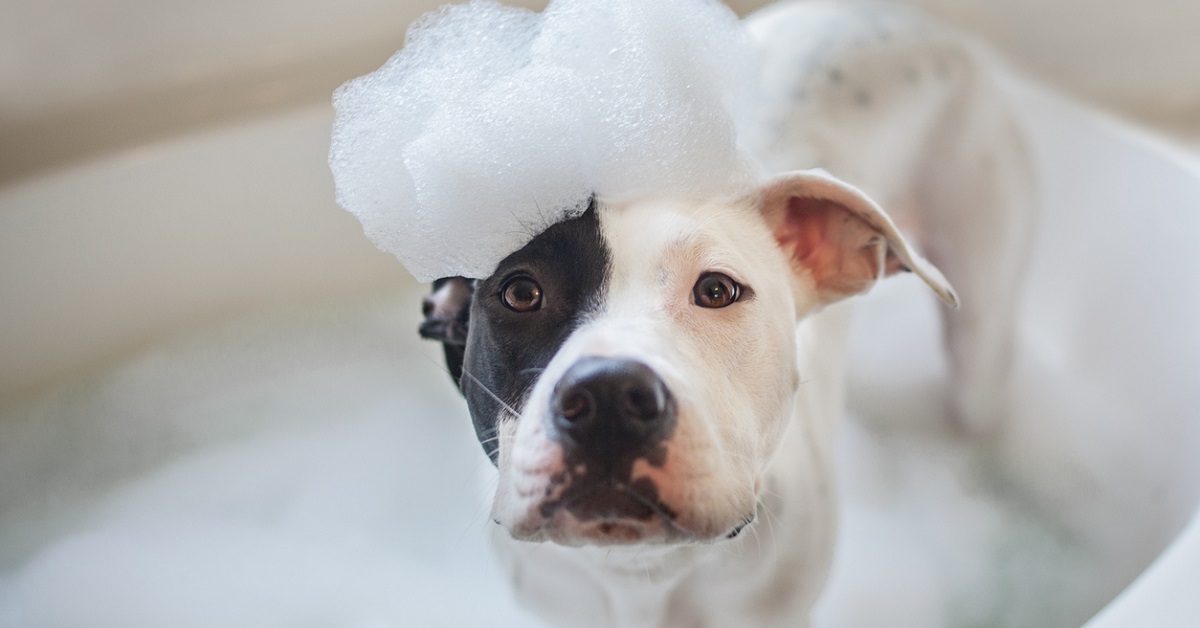 cane nella vasca da bagno