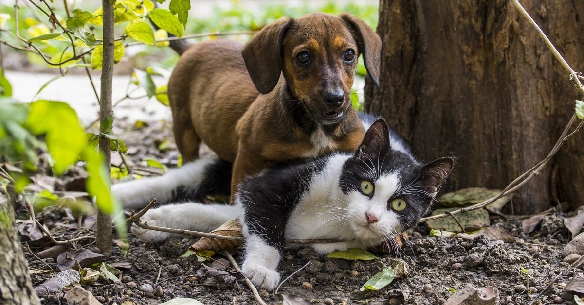 Il cane è diventato come un gatto: perchè si è felinizzato?