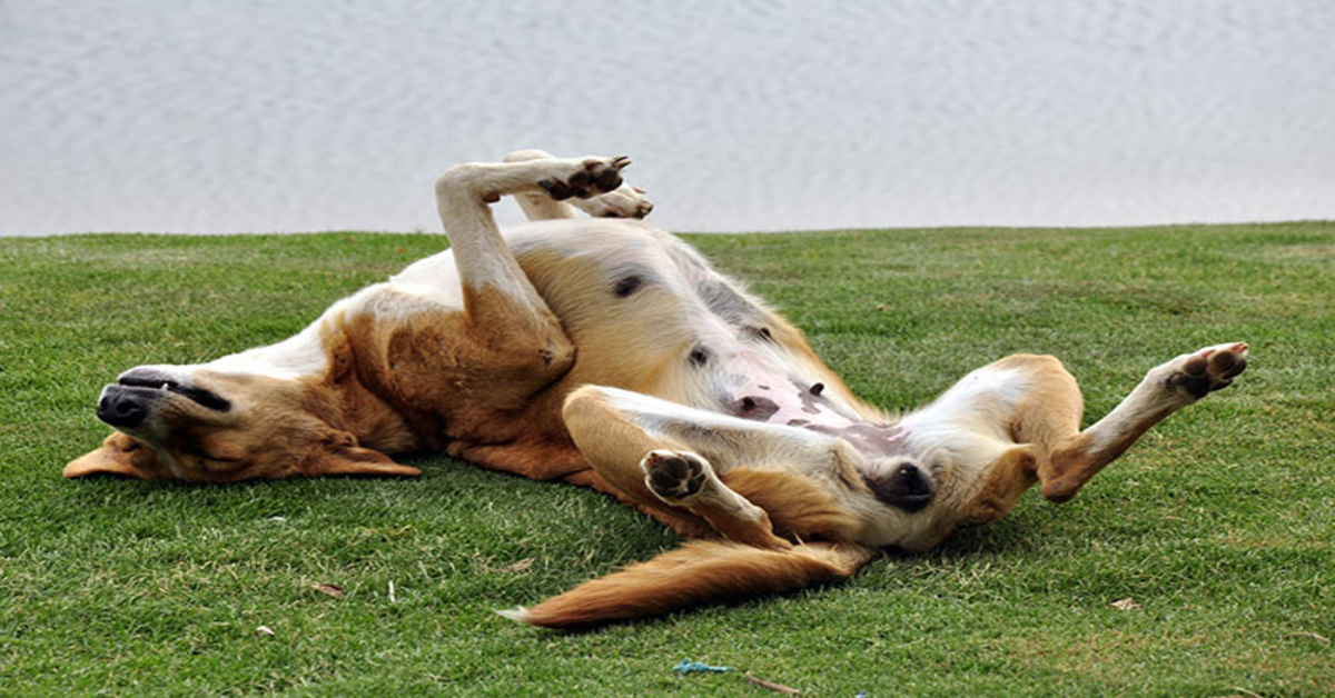 cane a pancia in su sul prato