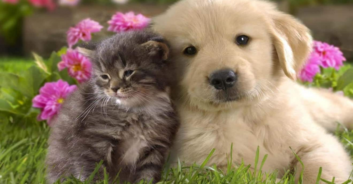 Doggo, il cucciolo di Golden Retriever che ha salvato un gattino abbandonato e in pericolo (VIDEO)