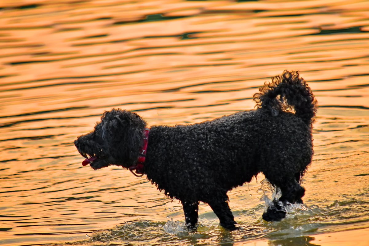 cane bagnato