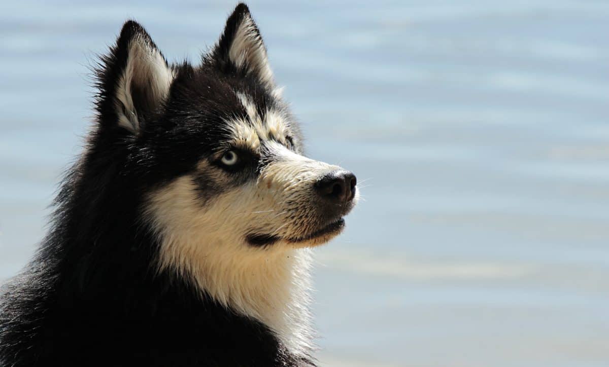 Siberian Husky al caldo