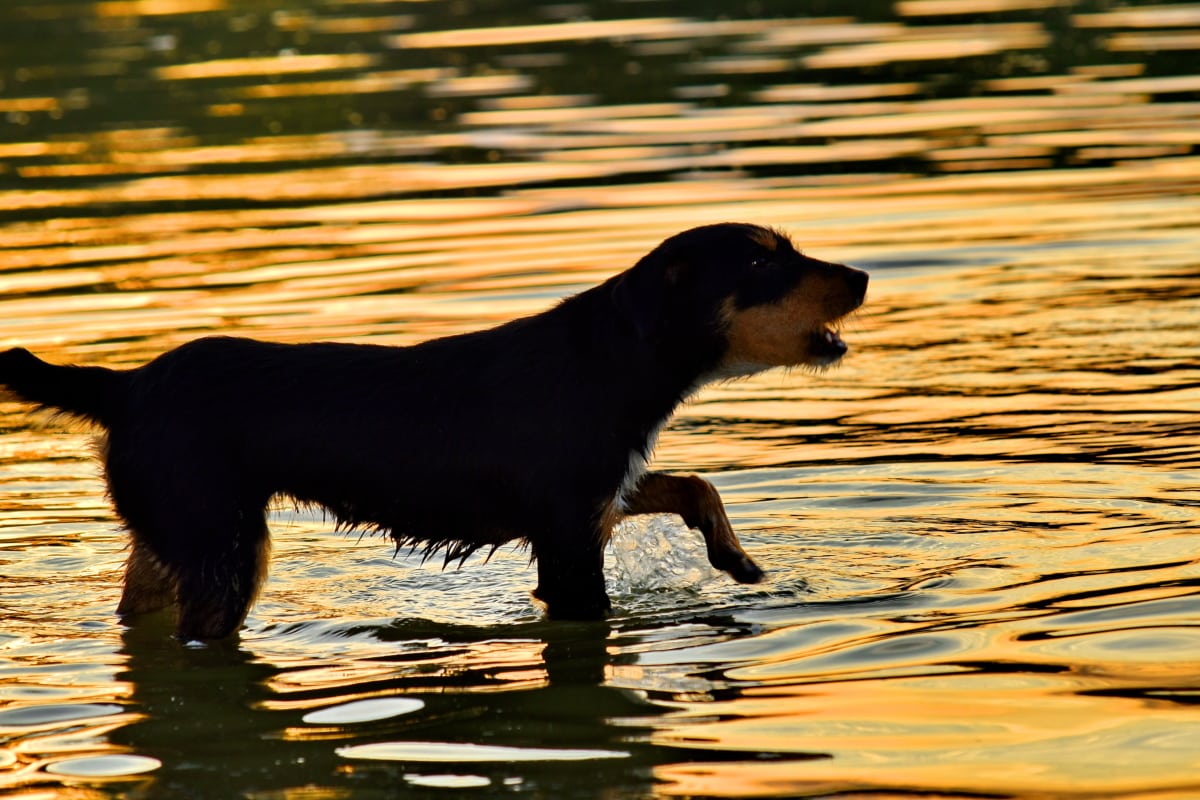 cane che esce dall'acqua