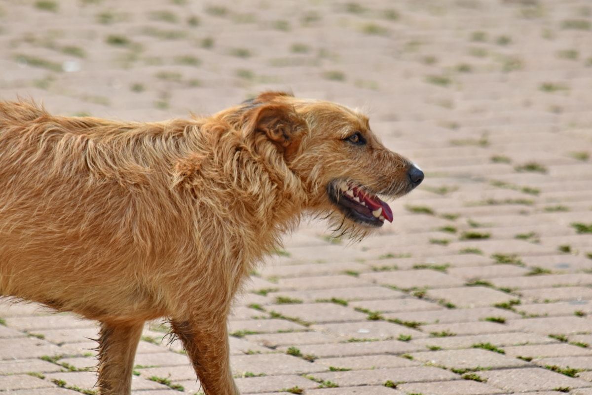 Umidità per il cane: tutti gli effetti collaterali e come metterlo al sicuro