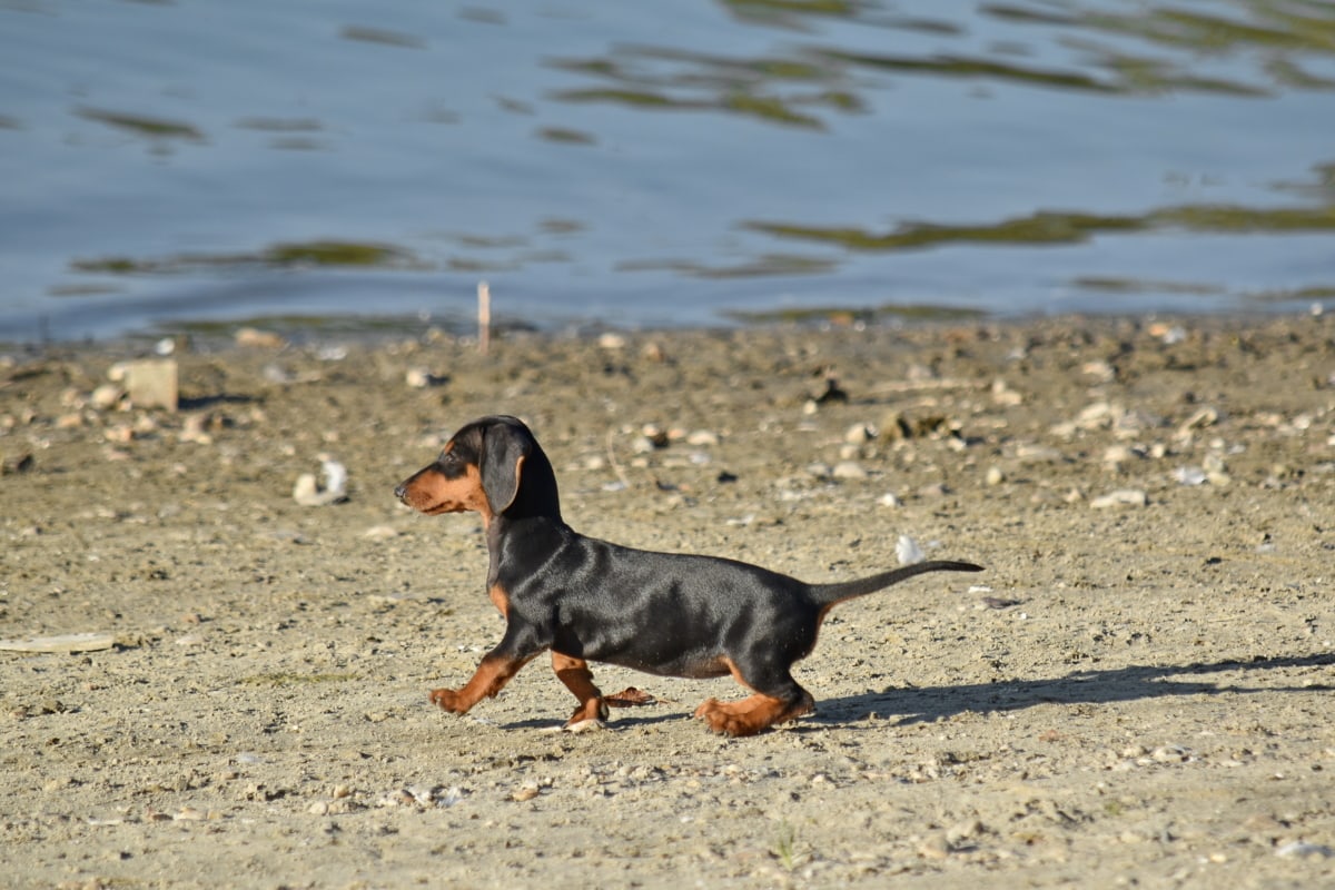 Bassotto in spiaggia