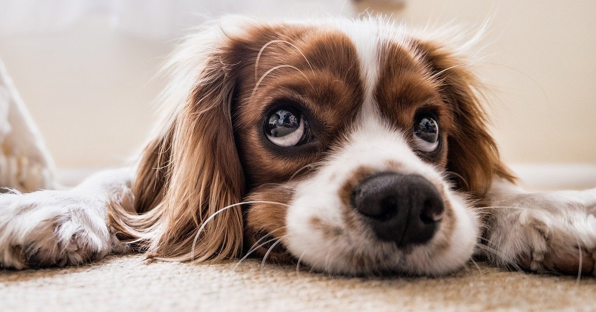 cane fa gli occhi dolci