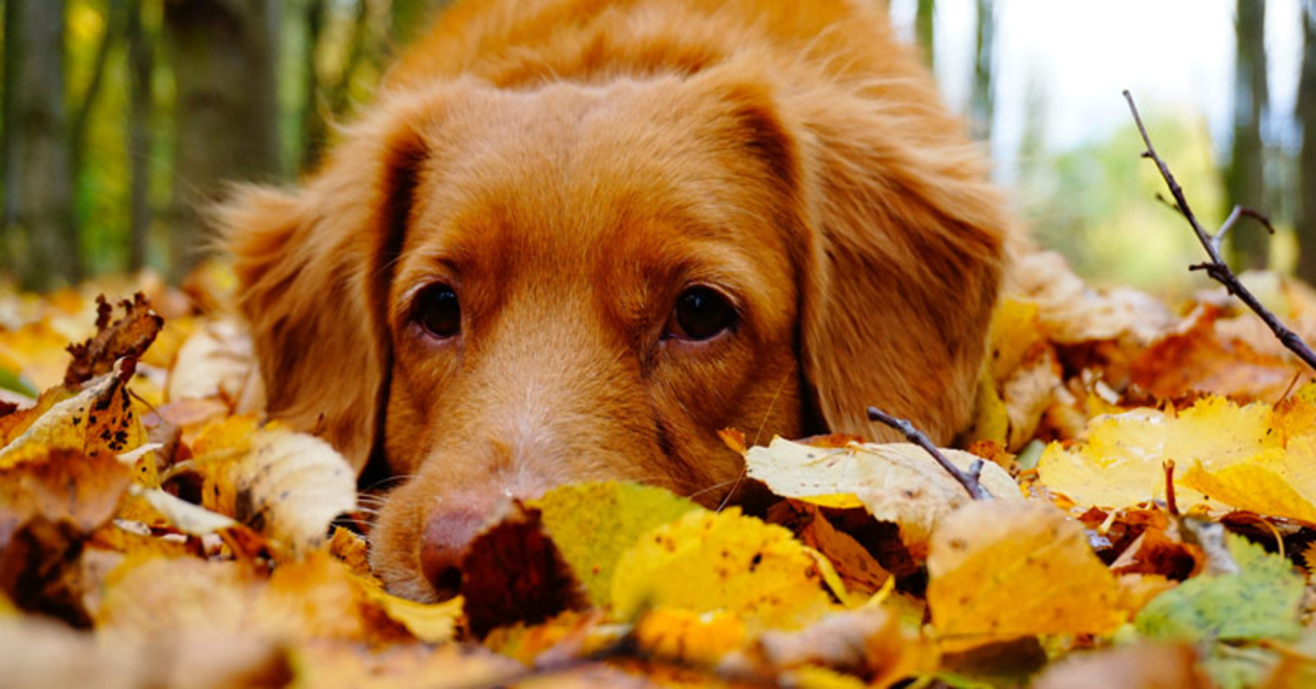 Svelato il motivo per cui il nostro cane impazzisce quando vede delle foglie per terra