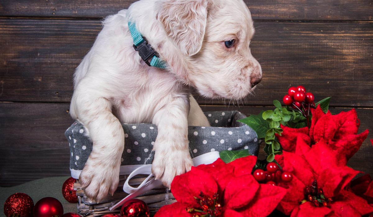 cucciolo con stella di natale