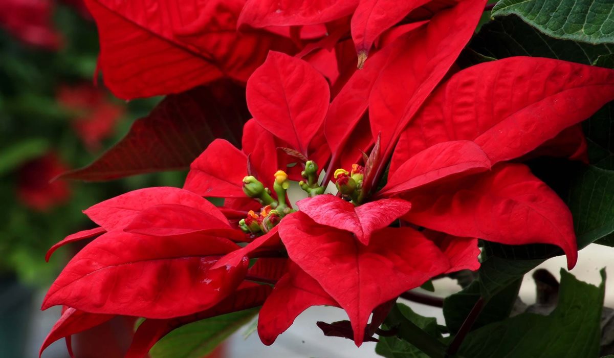 stella di natale tossica per i cani