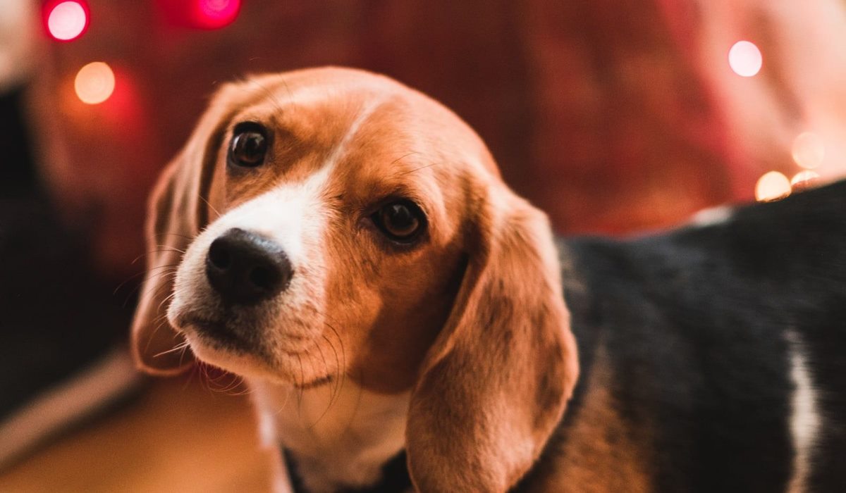 cane e luci natalizie