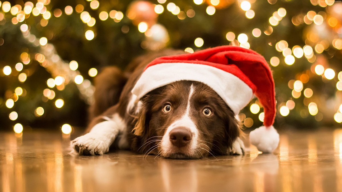 cane davanti ad albero di natale