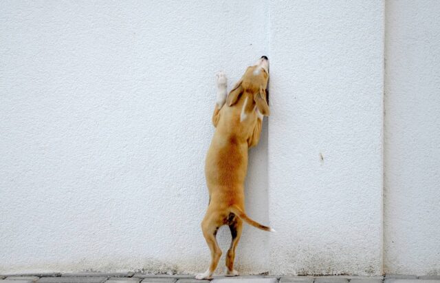 cane rosica il muro